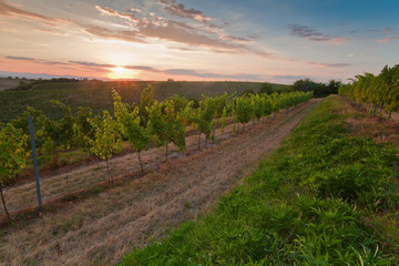 Obraz premium Sunset in vine country