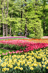 Beds with tulips in spring park on Elagin Island in St. Petersburg, Russia