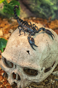 black scorpion on skull