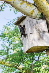 Starling sits near the entrance to the birdhouse