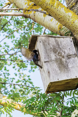 Starling sits near the entrance to a nesting box