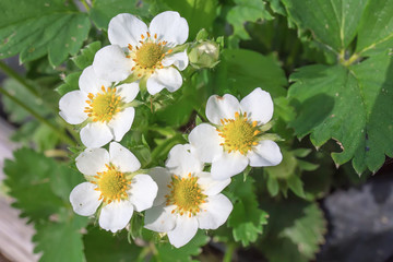 A strawberry plant with flowers in the garden