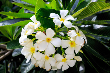 Obraz na płótnie Canvas purity of white Plumeria or Frangipani flowers. blossom of tropi