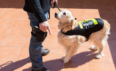 Police dog with distinctive