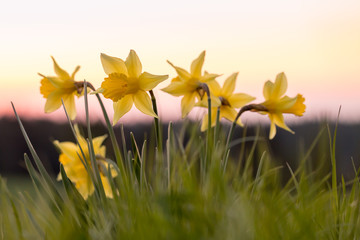 Osterglocken im Sonnenuntergang