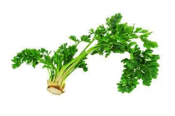 raw and green parsley leaves