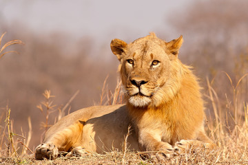 Fototapeta na wymiar Lion staring at camera