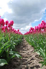 Niekończąca się aleja tulipanów - obrazy, fototapety, plakaty