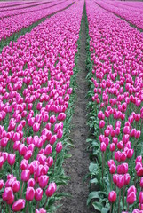 Beautiful field of tulips - obrazy, fototapety, plakaty