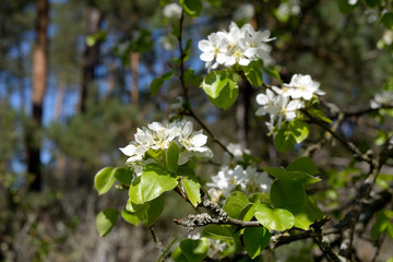 Blooming wild pear on the forest background