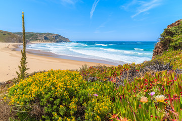 Spring flowers on Praia do Amado beach, famous place for surfing, Algarve region, Portugal