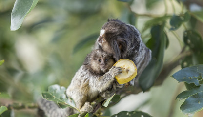Mom and puppy marmoset monkeys eating banana