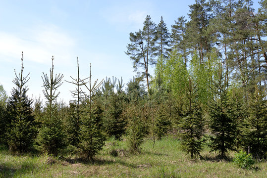 Fototapeta Young fir and tall pine trees in the forest