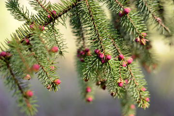 Fir branch with the young red buds