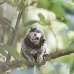 Marmoset monkey looking curious