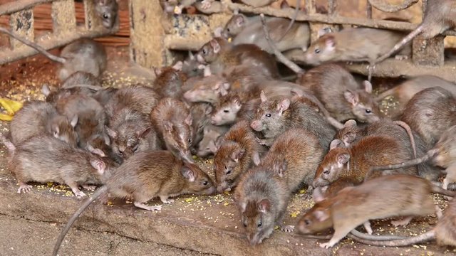 Large group of rats eating in Karni Mata temple, Rajasthan