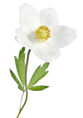 Fototapeta na wymiar White flower anemone isolated on white background