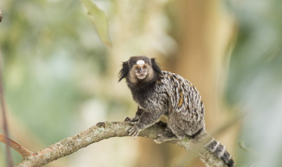 Marmoset monkey on a tree branch