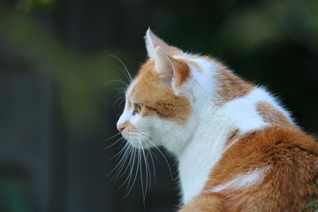 Katze beim Spielen