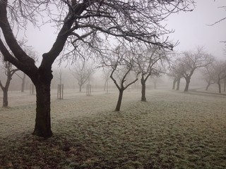 Cherry trees in morning mist