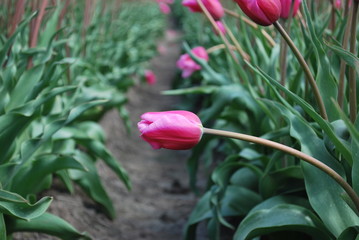 Pochylony pąk  tulipana