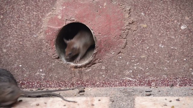 Rats running around in Karni Mata temple in Deshnok, India