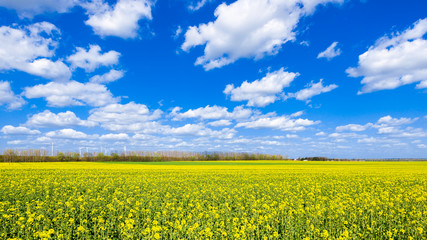 Blühender Raps (Brassica napus) im Frühling Panorama Hintergrund