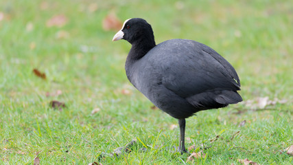 Blässhuhn (Fulica atra) auf einer Wiese an einem Teich