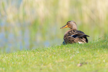 Stockente (Anas platyrhynchos) Weibchen schaut aufmerksam