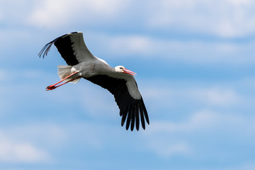 Weißstorch (Ciconia ciconia) im Flug