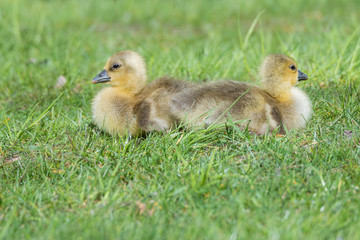 Graugans (Anser anser) Graugänse Küken Gössel