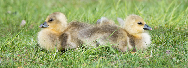 Graugans (Anser anser) Graugänse Küken Gössel