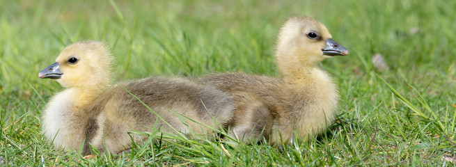 Graugans (Anser anser) Graugänse Küken Gössel