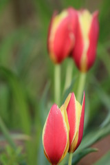 Tulpe Bl&uuml;te rot-gelb