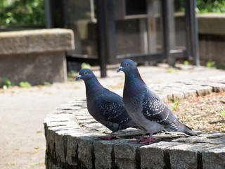 Pigeon pairs
