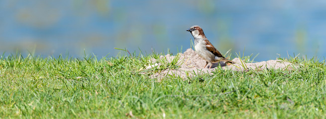 Haussperling (Passer domesticus) badet im Sand