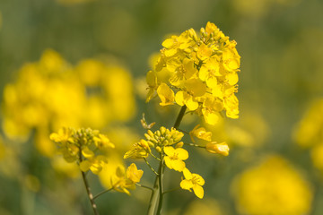 Raps (Brassica napus) Blüte im Frühling - Querformat