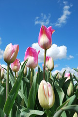 Rózowe tulipany na tle błękitnego nieba - obrazy, fototapety, plakaty