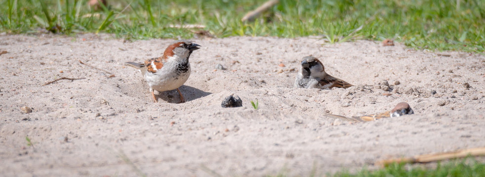 Haussperling (Passer domesticus) badet im Sand