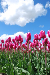 Many tulips