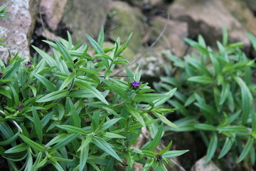 Buglossoides purpurocaerulea