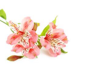 Plakat Alstroemeria flowers isolated on a white background
