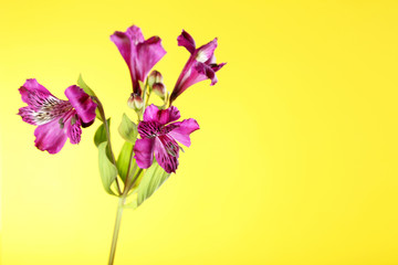 Beautiful alstroemeria flowers on a yellow background
