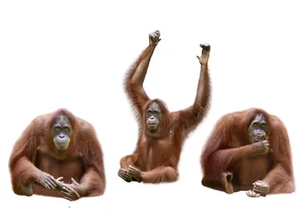 Deurstickers Aap Set van afbeelding orang-oetan