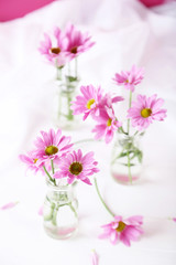 Pink chrysanthemum flowers on white wooden background