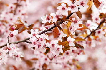 Blooming tree with the pink flowers, outdoors