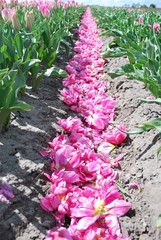Sypanie różowych kwiatów - tulipany - obrazy, fototapety, plakaty