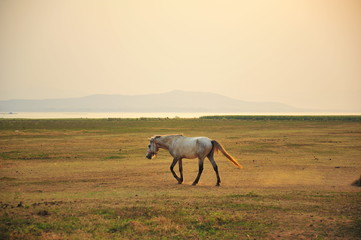 Horse in Grassland at Sunset
