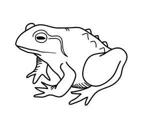 Frog Doodle, a hand drawn vector doodle illustration of a frog.