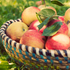 Organic apples in basket, apple orchard, fresh homegrown produce